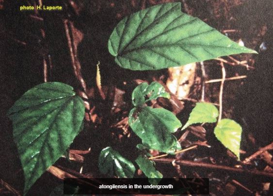 B. antongilensis